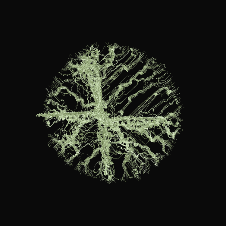 Ginseng #105