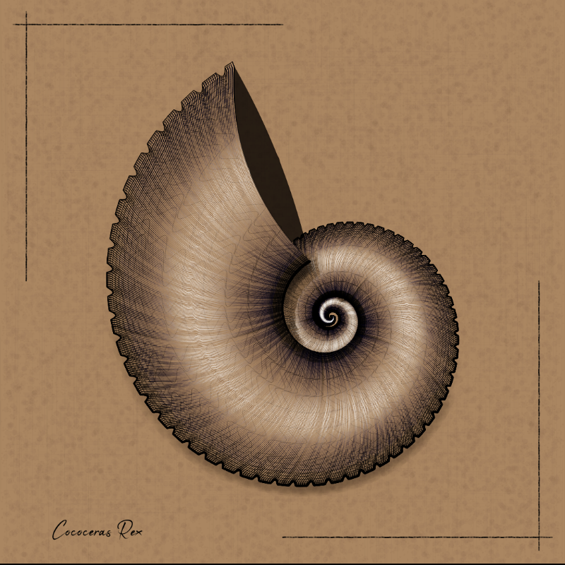 Ammonites #108