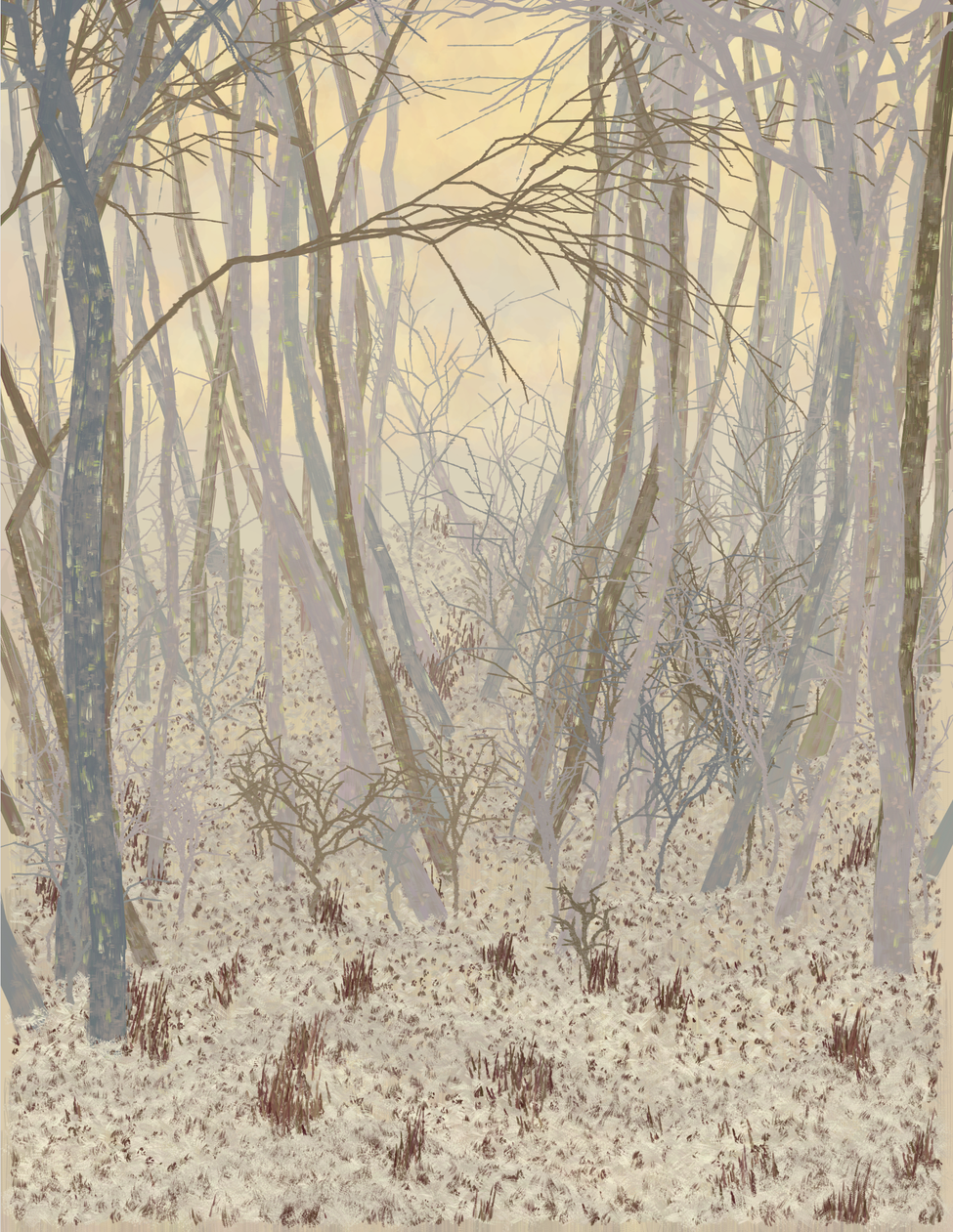 Deep Forest #213