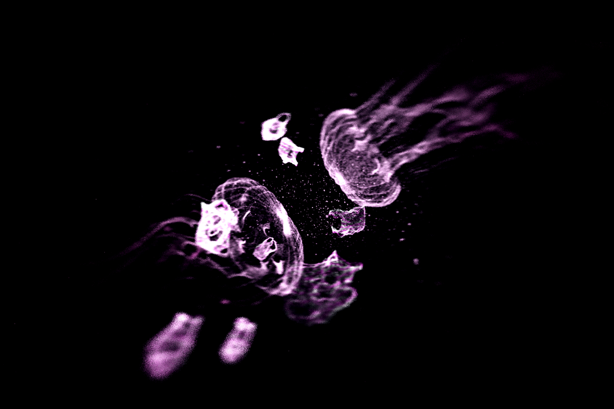 Turtle Vision #132