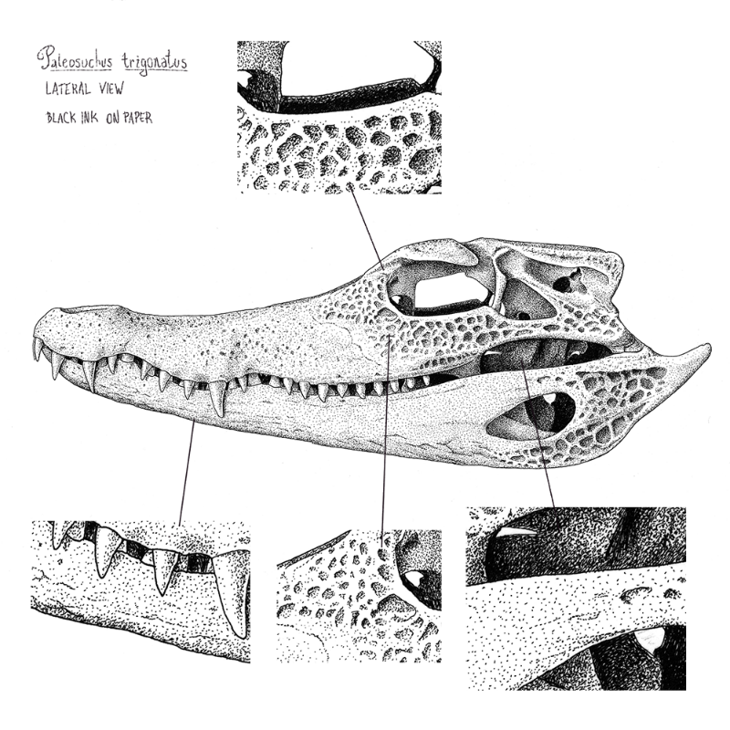 Paleosuchus trigonatus (skull) #23