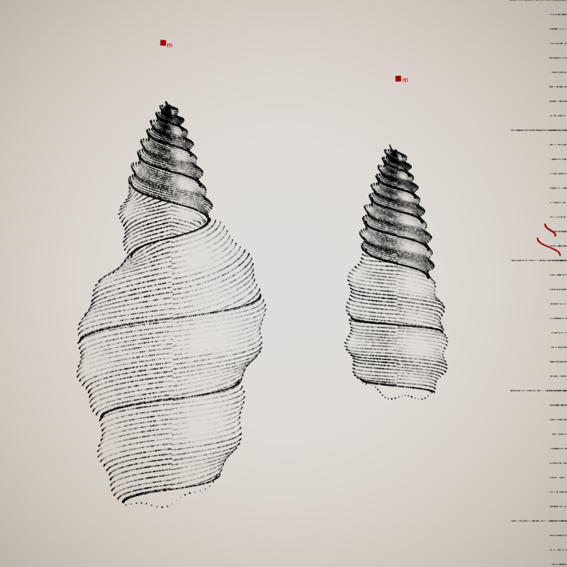 Two Specimen #218