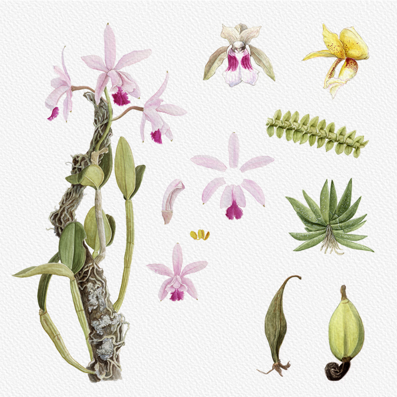 Botanical Illustration - Orchids 1 #96