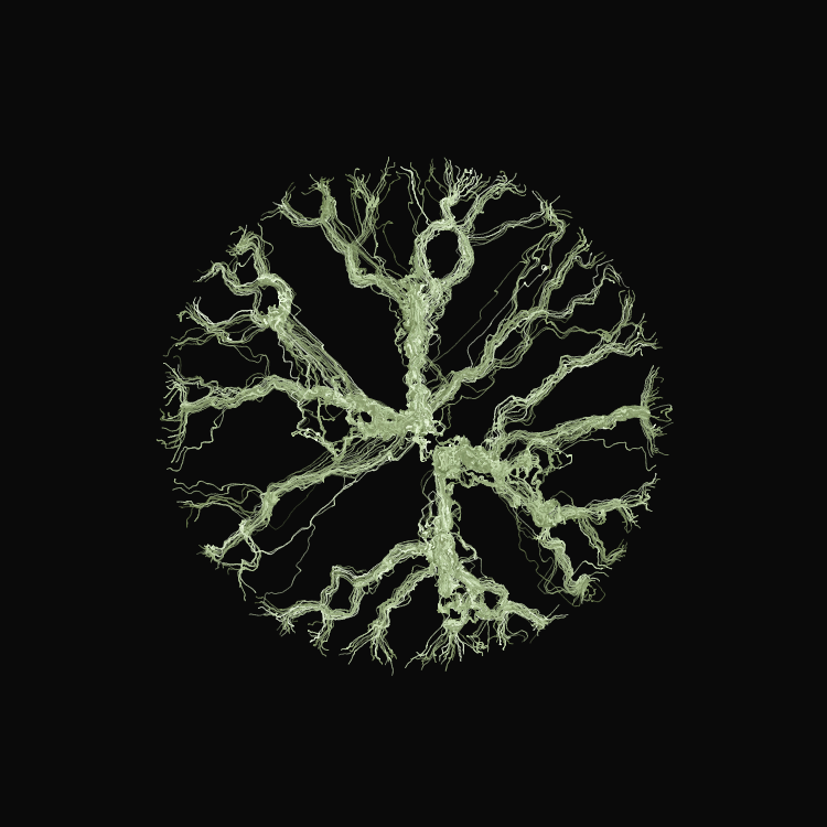 Ginseng #34