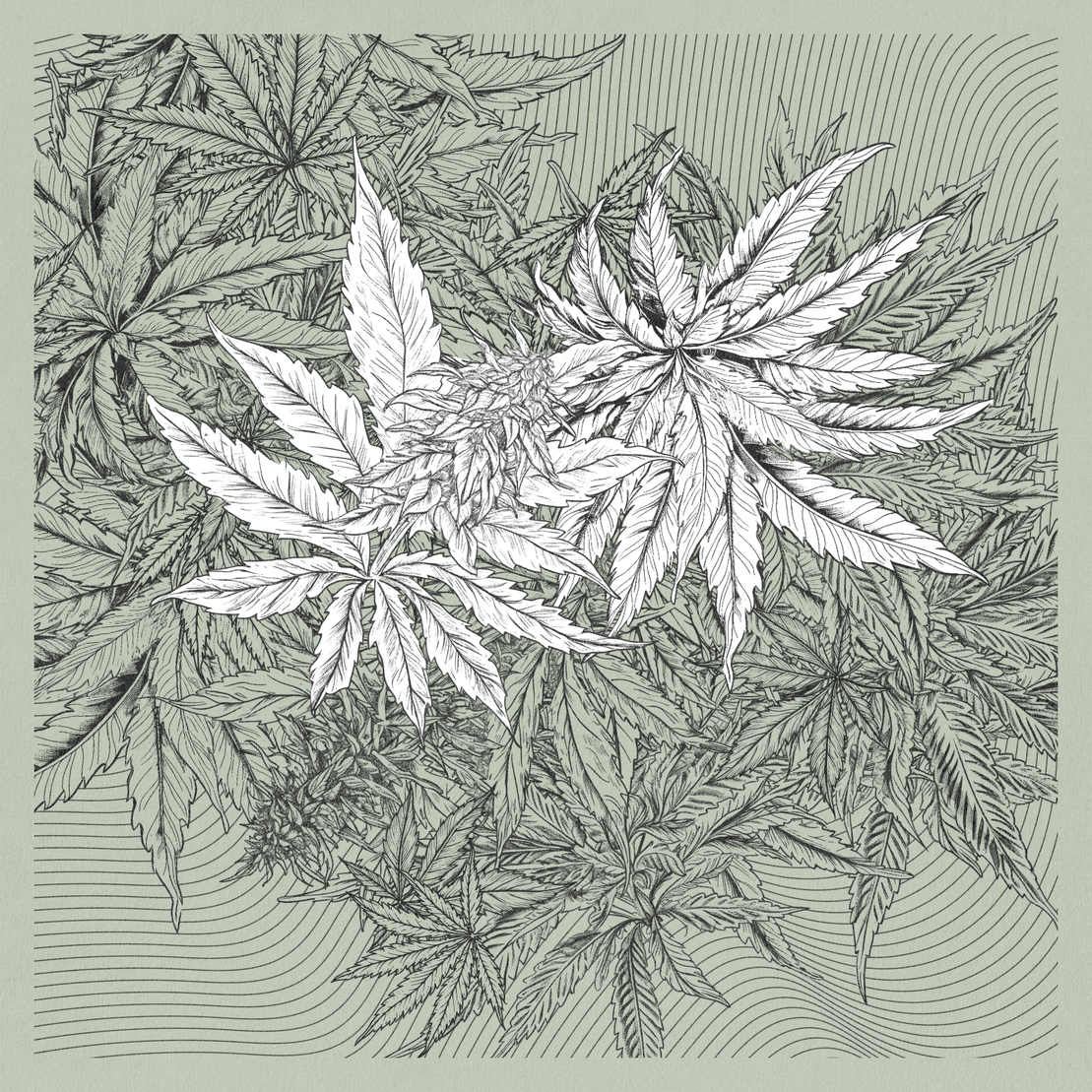 zancannabis #374
