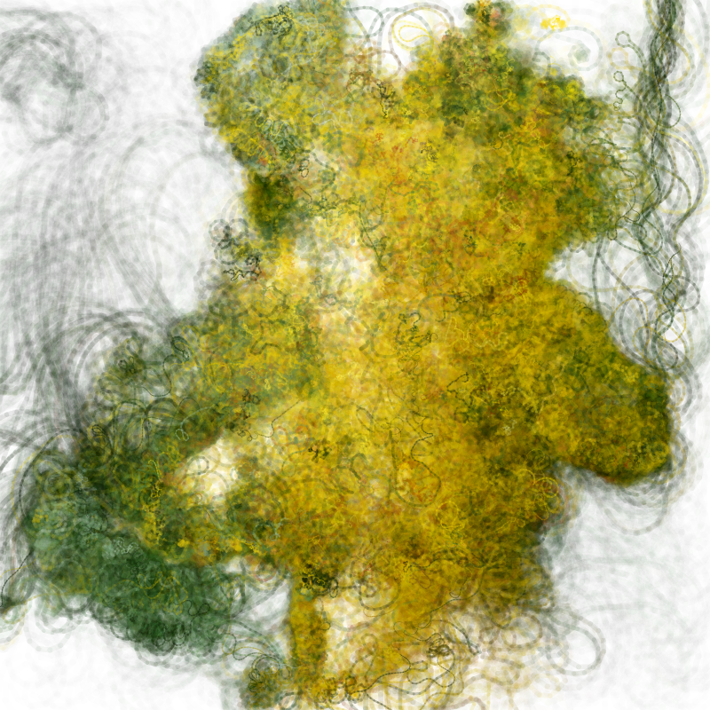 Hypericum #18
