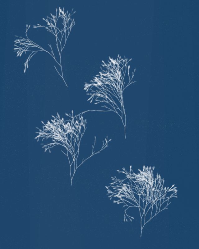 Cyanotypes #100