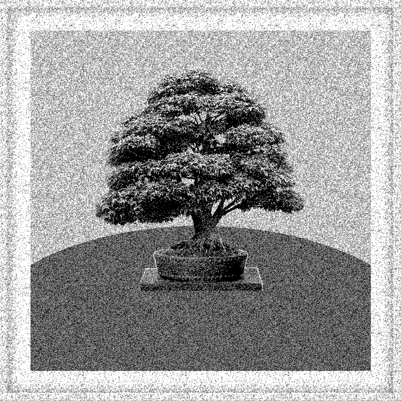 Bonsai Bonanza #463