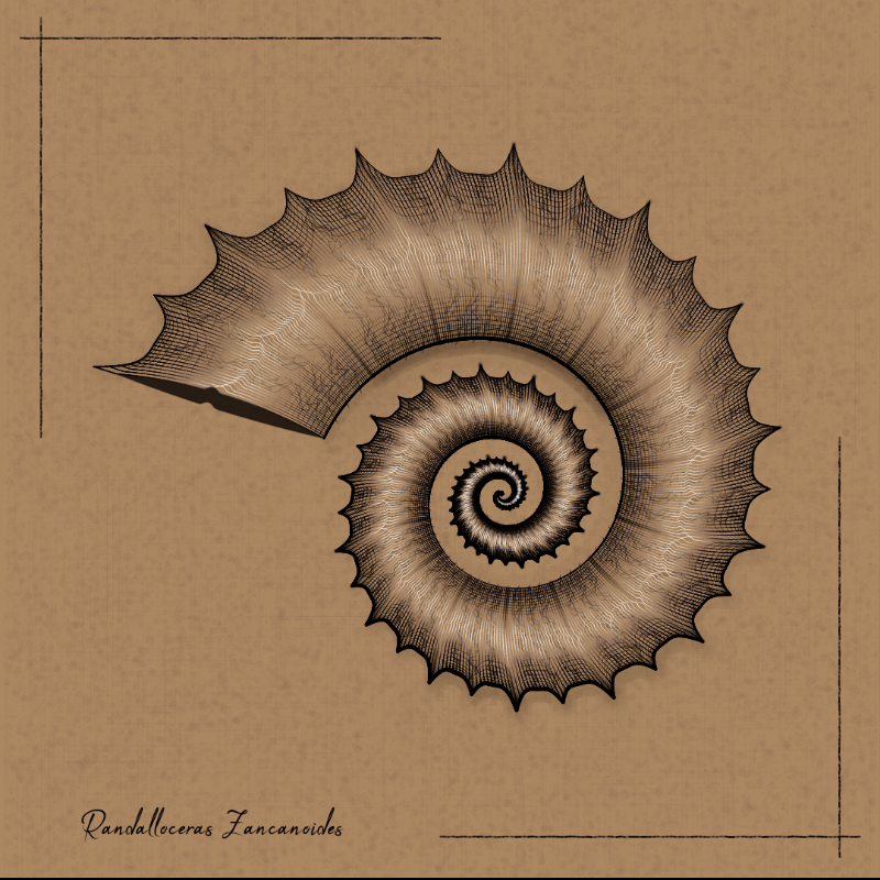 Ammonites #62