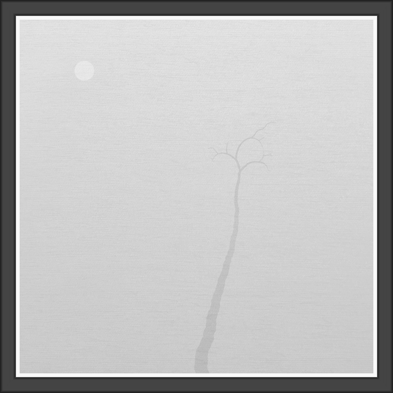 The Foggy Trees #86