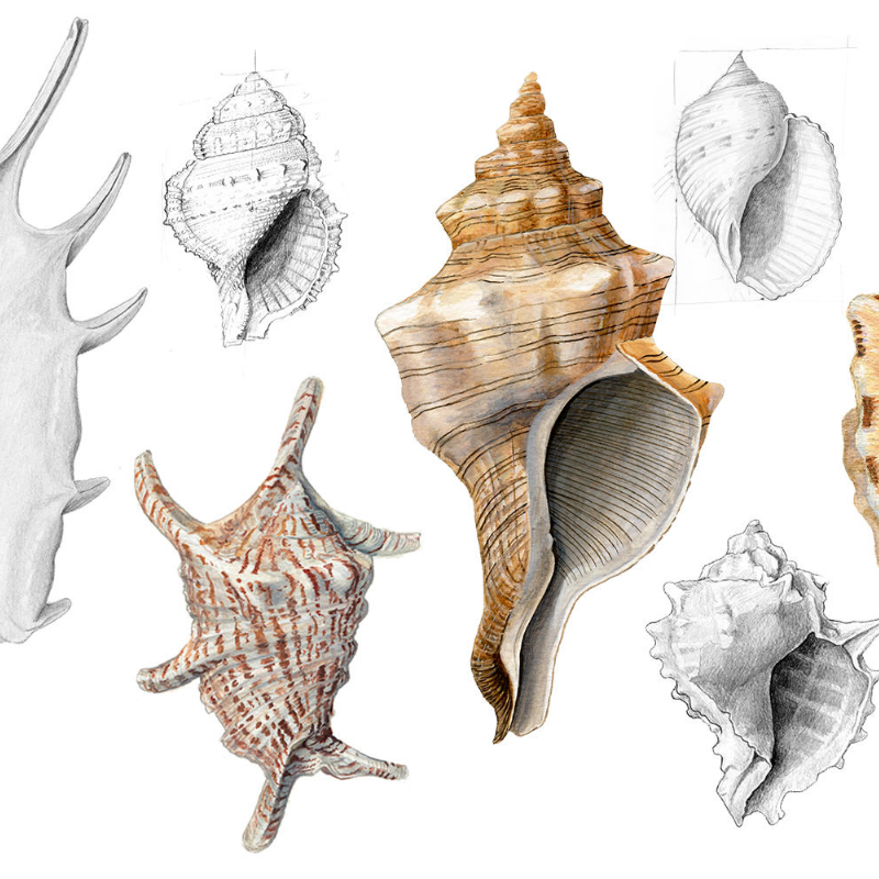 Malacology #2