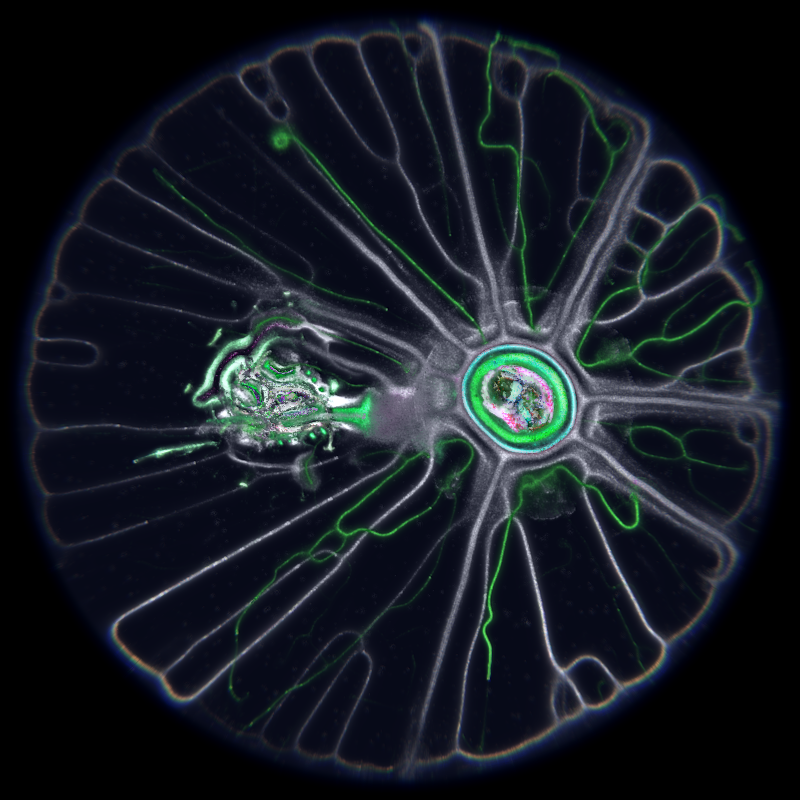 Ethereal Microcosm #69