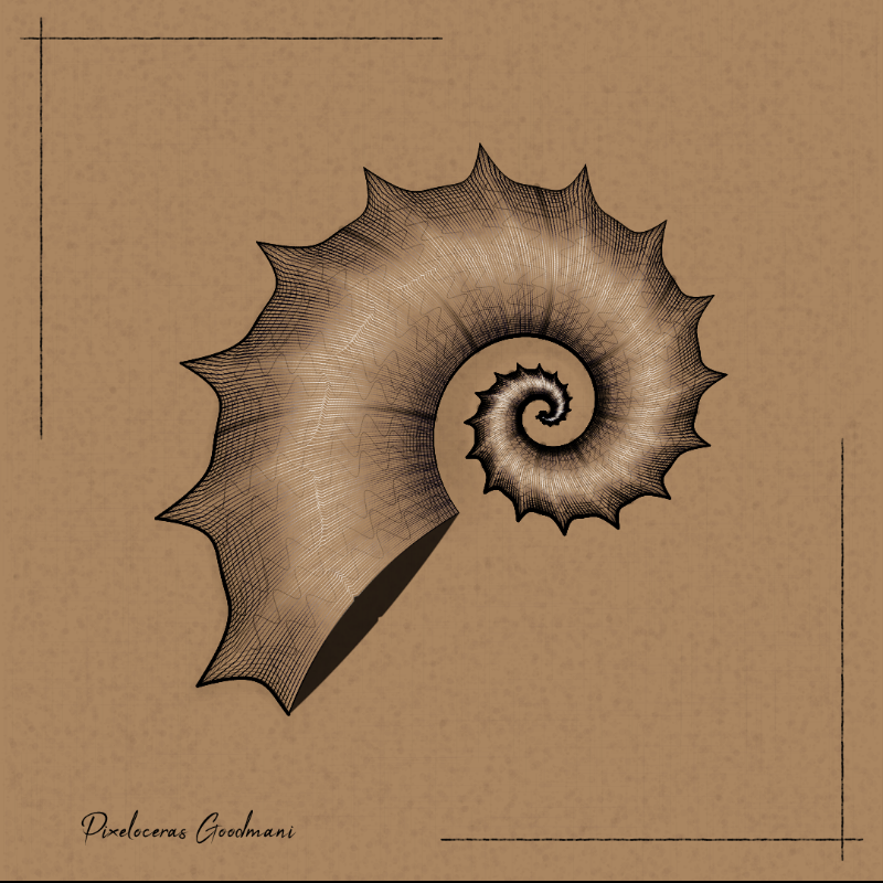 Ammonites #40