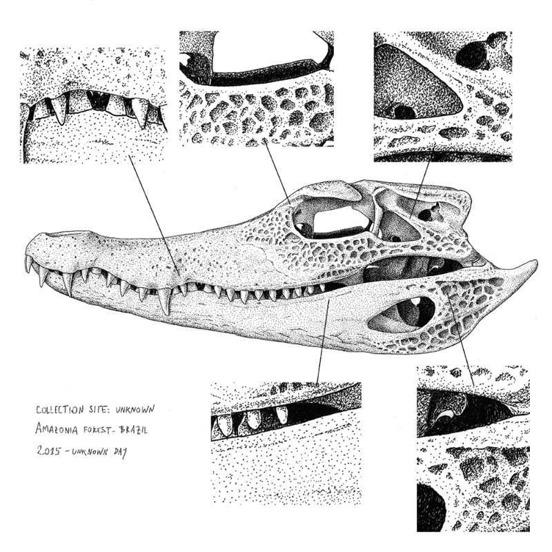 Paleosuchus trigonatus (skull) #11