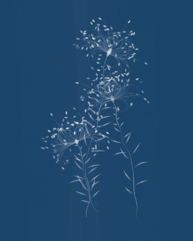 Cyanotypes #30