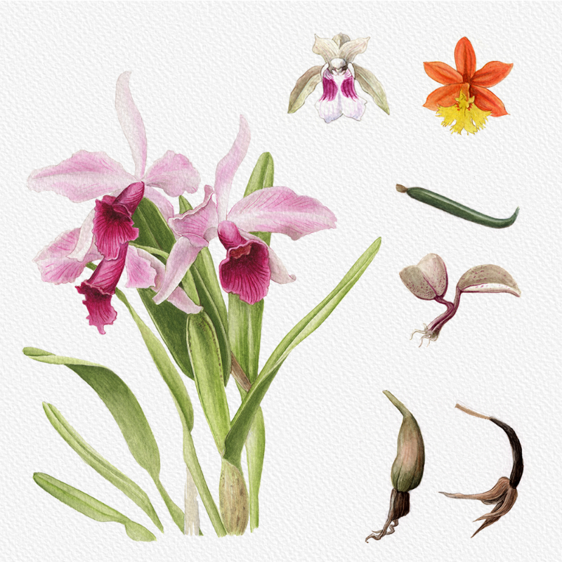 Botanical Illustration - Orchids 1 #47