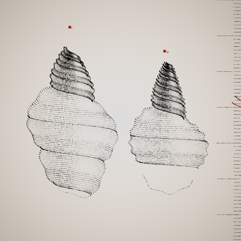 Two Specimen #474