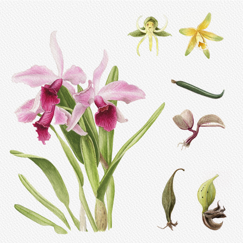 Botanical Illustration - Orchids 1 #55