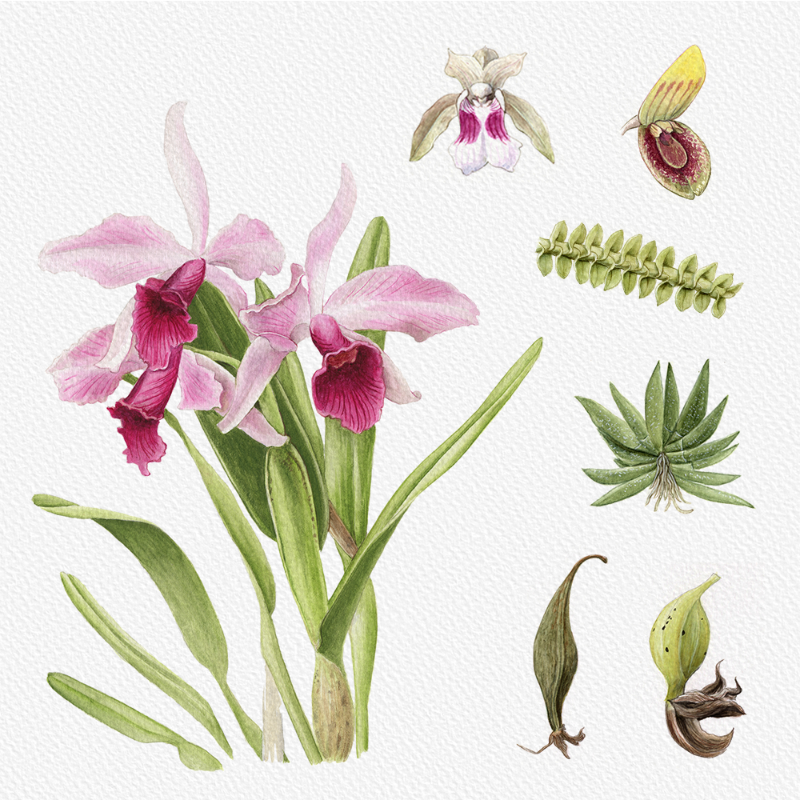 Botanical Illustration - Orchids 1 #60