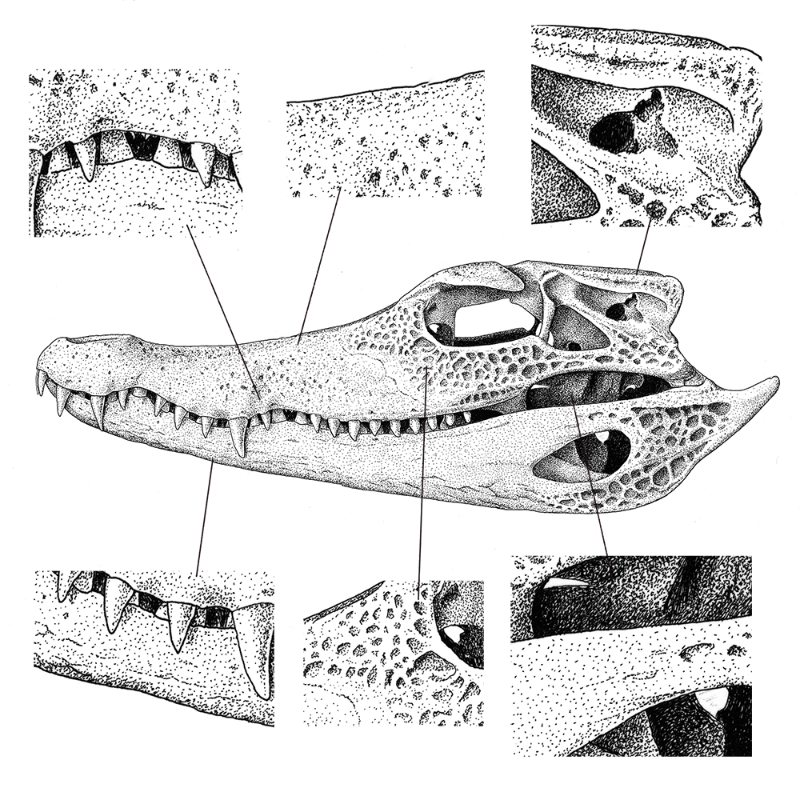 Paleosuchus trigonatus (skull) #16