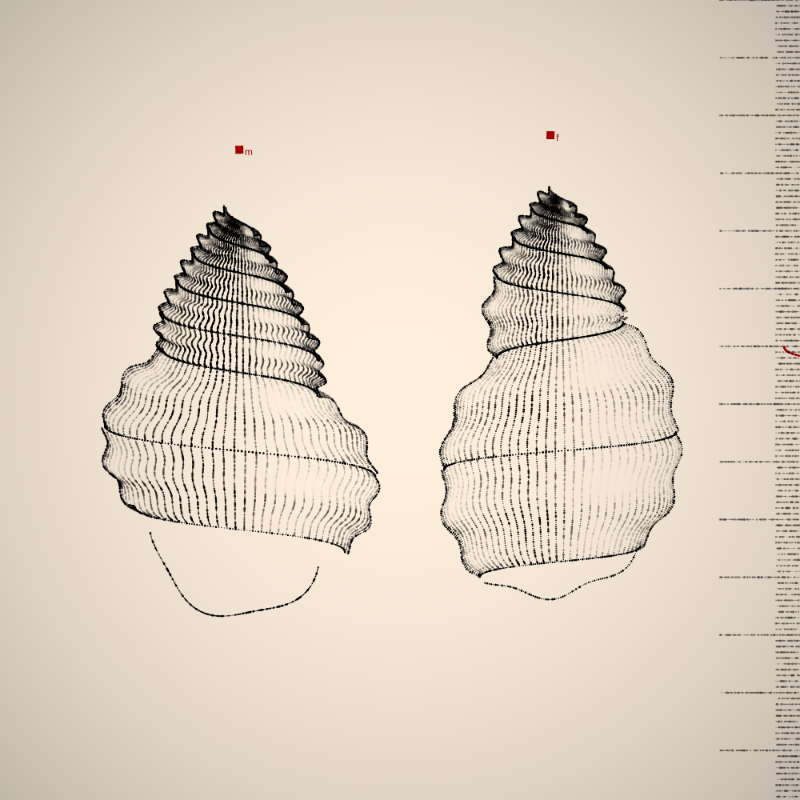 Two Specimen #81