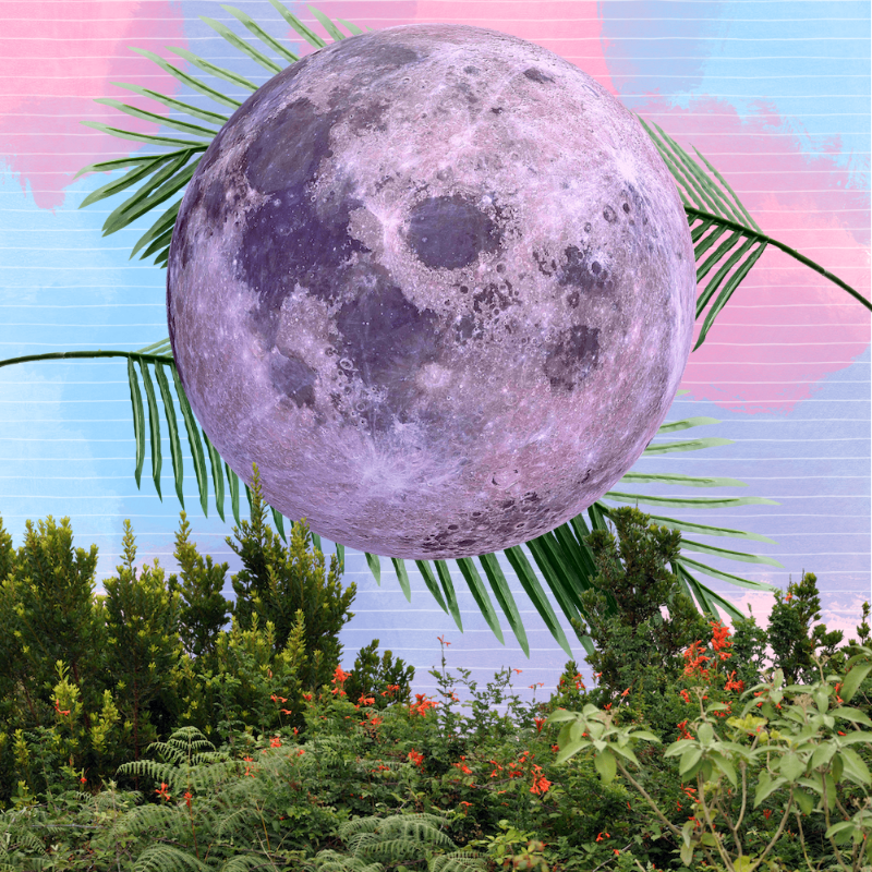 Pink Moon #39