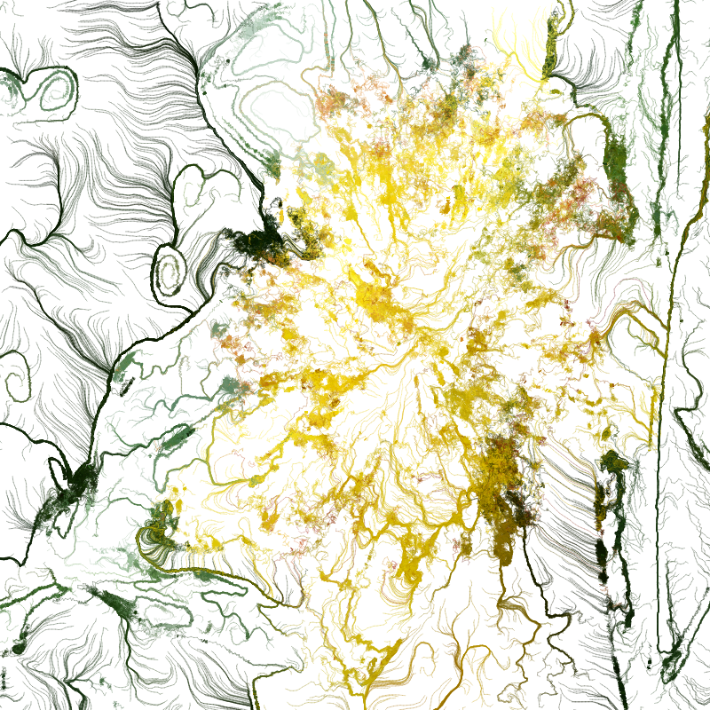 Hypericum #143