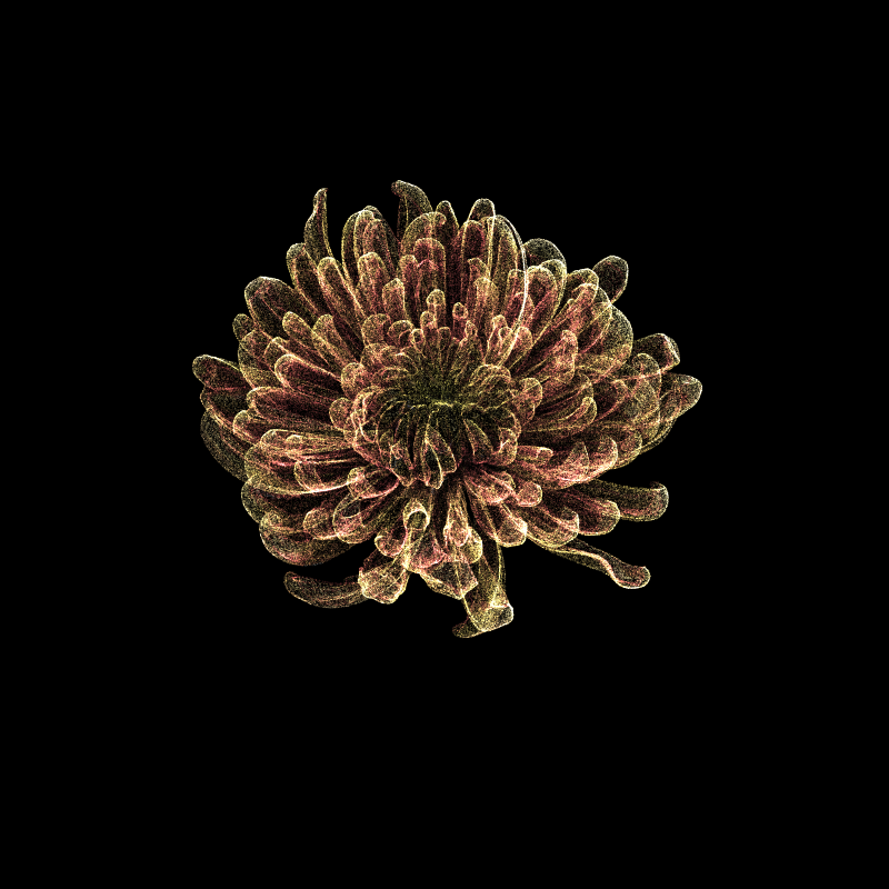 Chrysanthemum Morifolium 30 #34