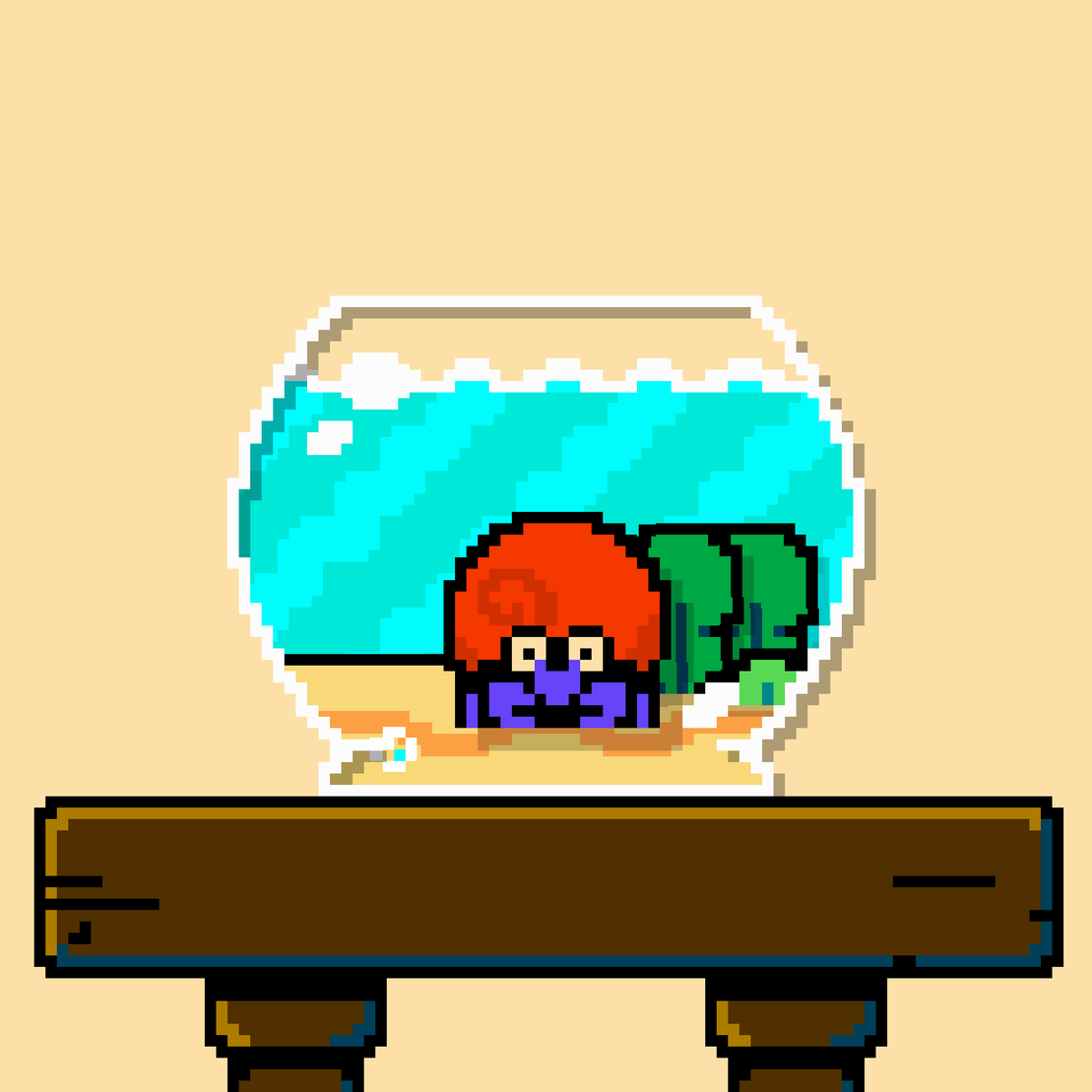 hermit crab #50