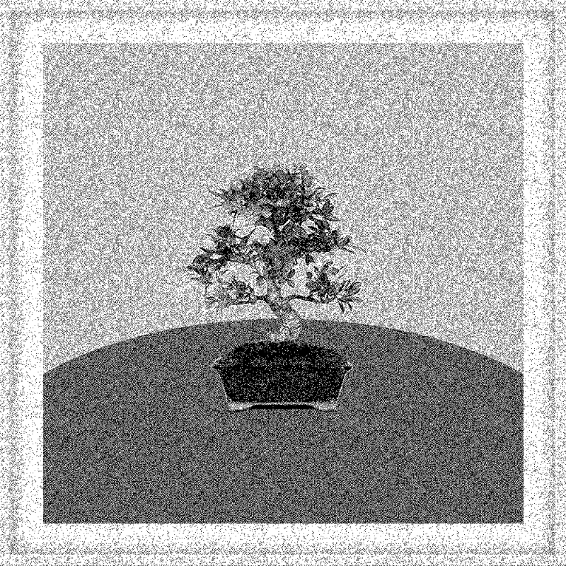 Bonsai Bonanza #32
