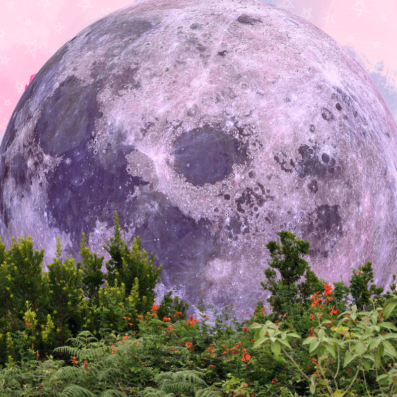 Pink Moon #20