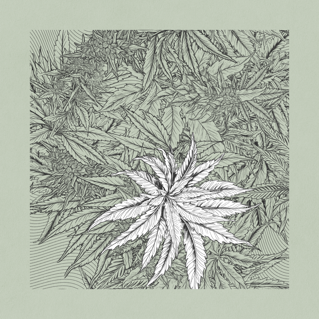 zancannabis #90