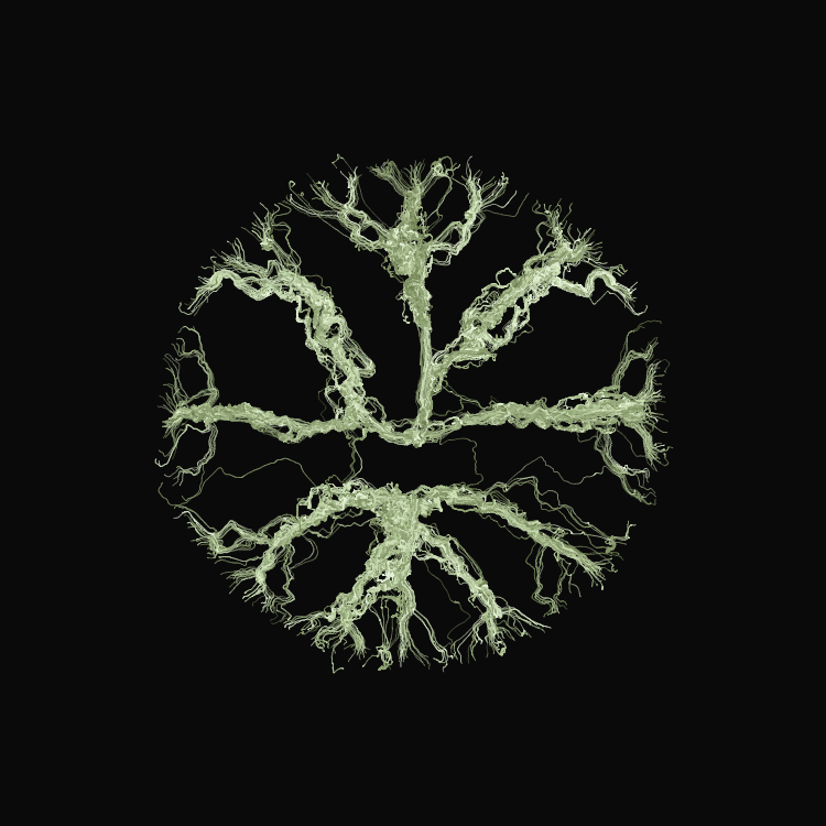 Ginseng #1