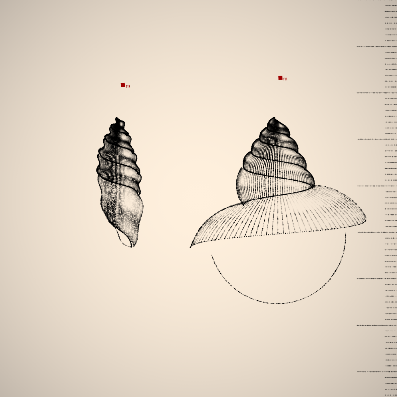 Two Specimen #177