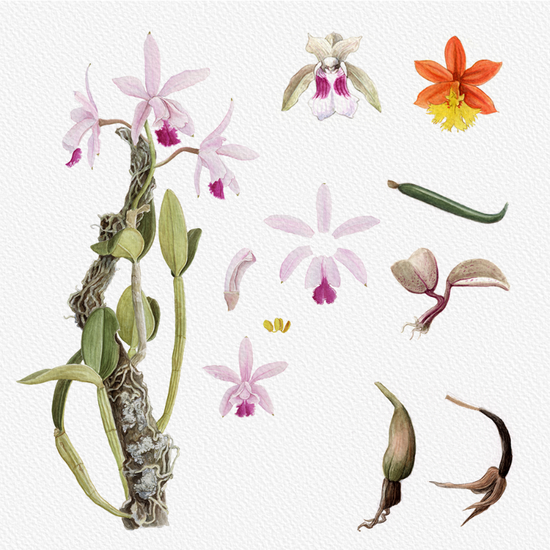 Botanical Illustration - Orchids 1 #25