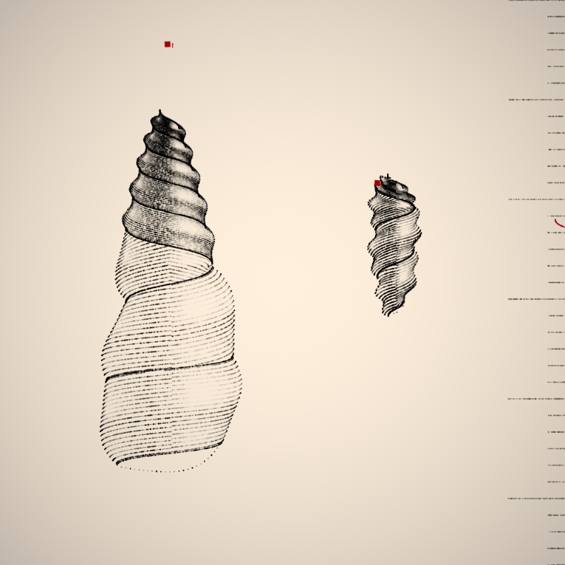 Two Specimen #408