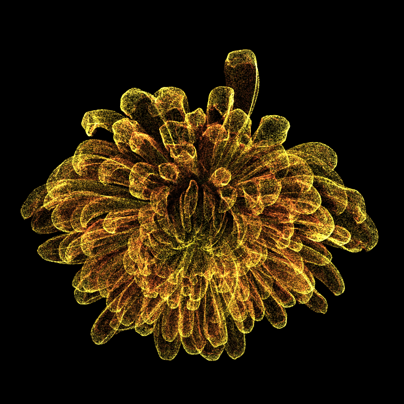 Chrysanthemum Morifolium 30 #116