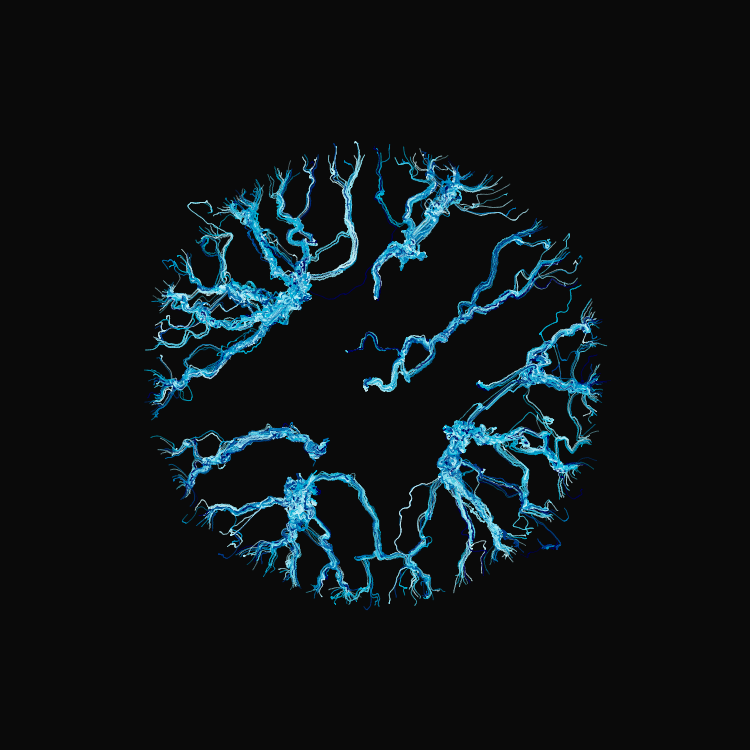 Ginseng #26