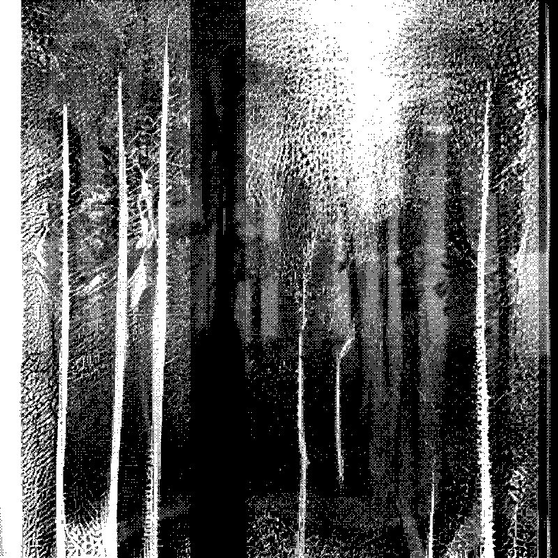 The Hum of Cyber Forest #195