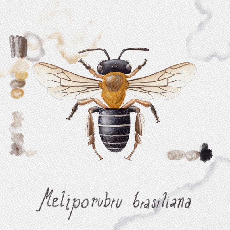 Randomic Brazilian Bees  #55