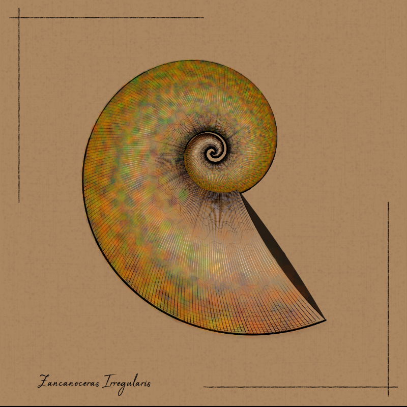 Ammonites #80