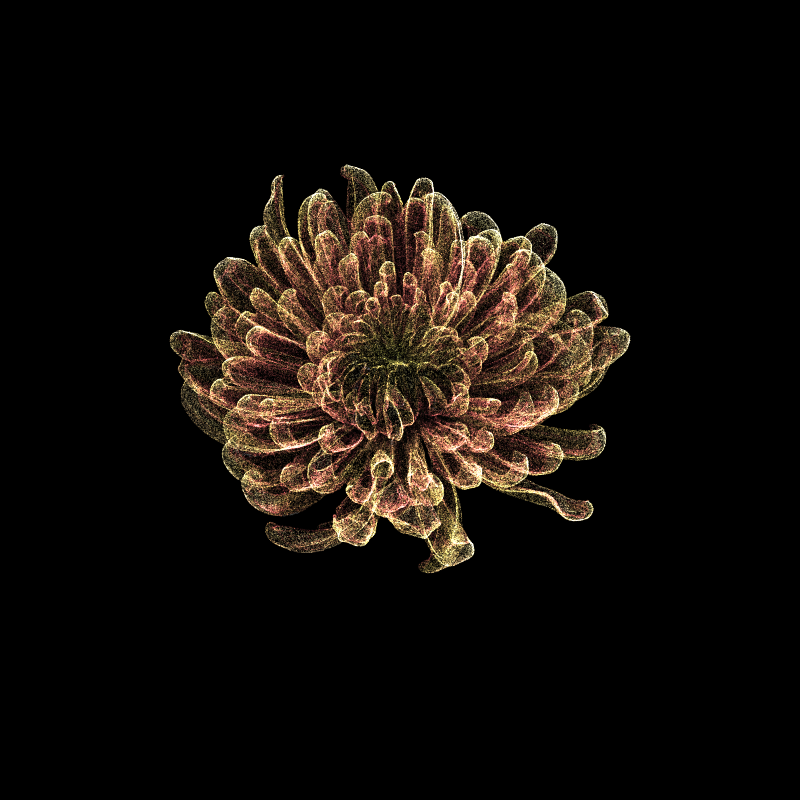 Chrysanthemum Morifolium 30 #94