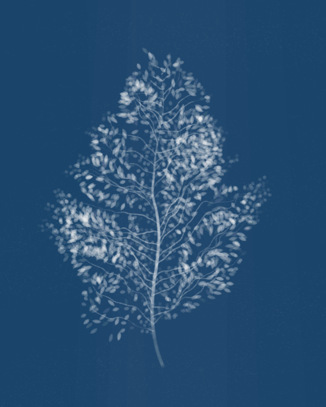 Cyanotypes #66