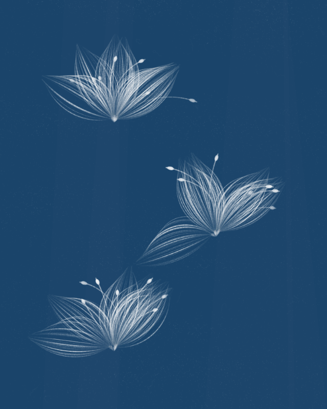 Cyanotypes #229