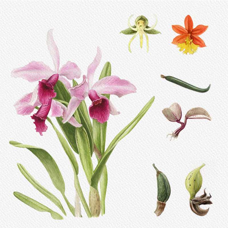 Botanical Illustration - Orchids 1 #67