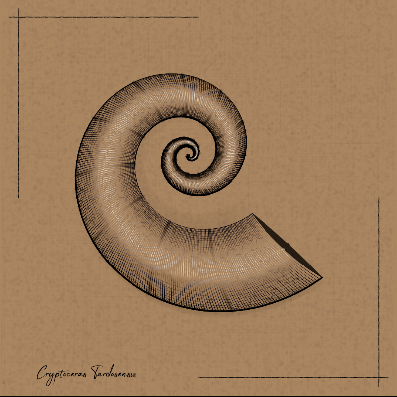 Ammonites #82
