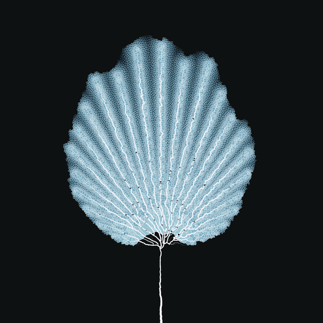 Leaf study #9