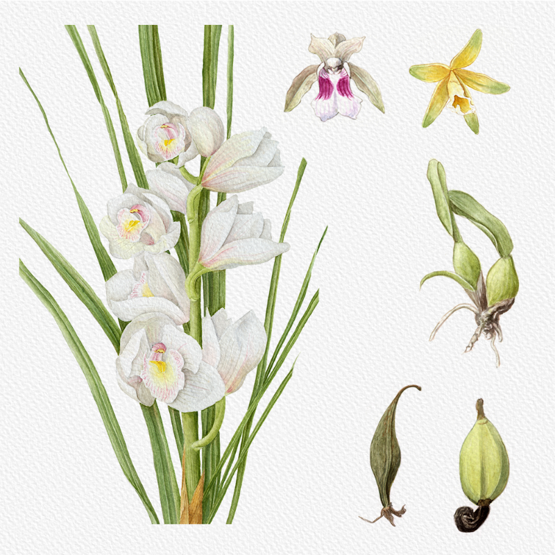 Botanical Illustration - Orchids 1 #68