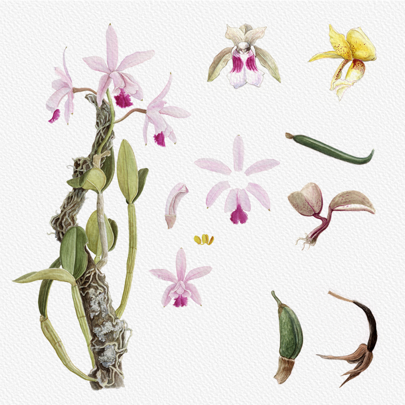 Botanical Illustration - Orchids 1 #97