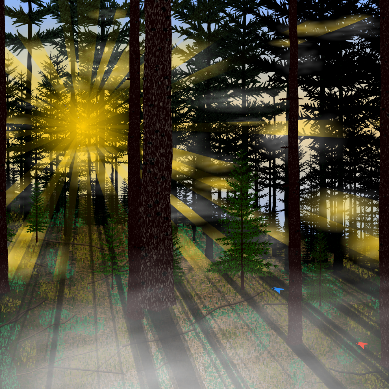 Forest Sunrise #31